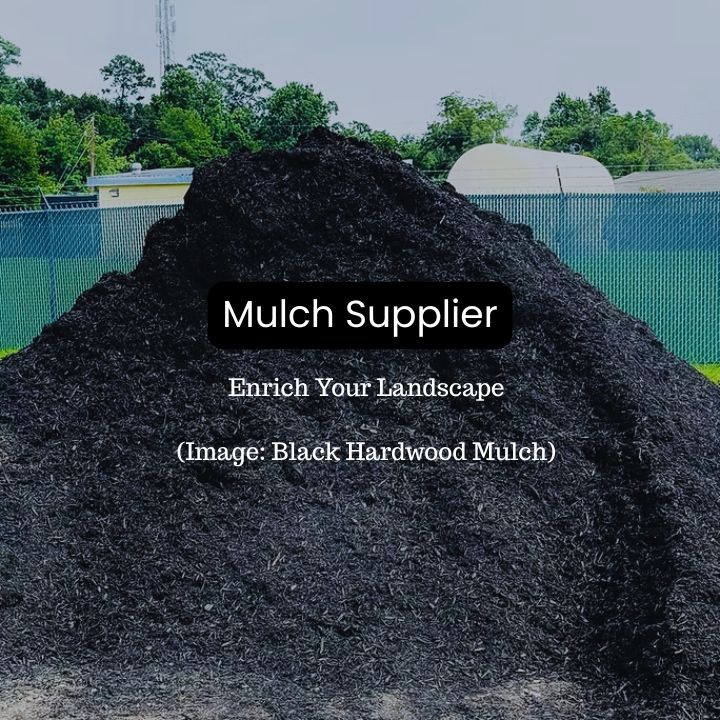 Large pile of black double-shredded hardwood mulch at our Spring, TX yard